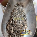 تخمه آفتاب گردان دور سفید طوطیسانان - Image 2