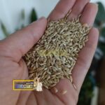 تخم کتان درجه یک پرندگان - Image 2