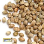 شاهدانه مخصوص طوطی - Image 2