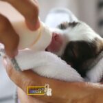 شیشه شیر بچه سگ و گربه - Image 3