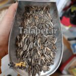 تخمه آفتاب گردان دور سفید طوطیسانان - Image 3