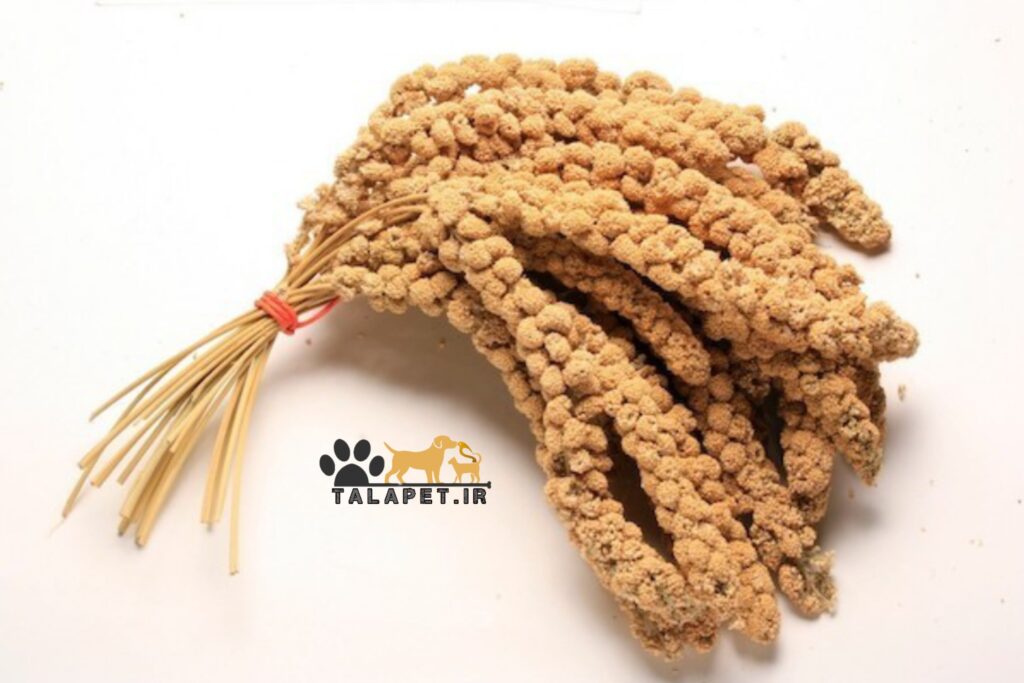ارزن خوشه ای تشویقی طوطیسانان