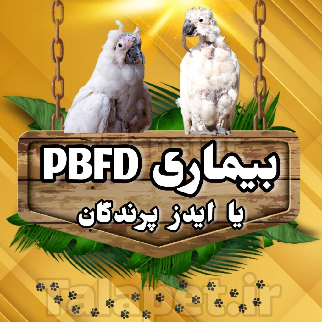 بیماری فساد پر و منقار