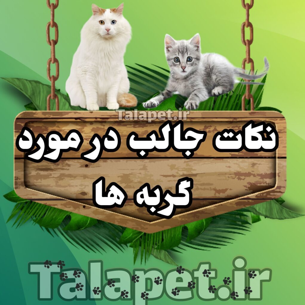 نگهداری گربه