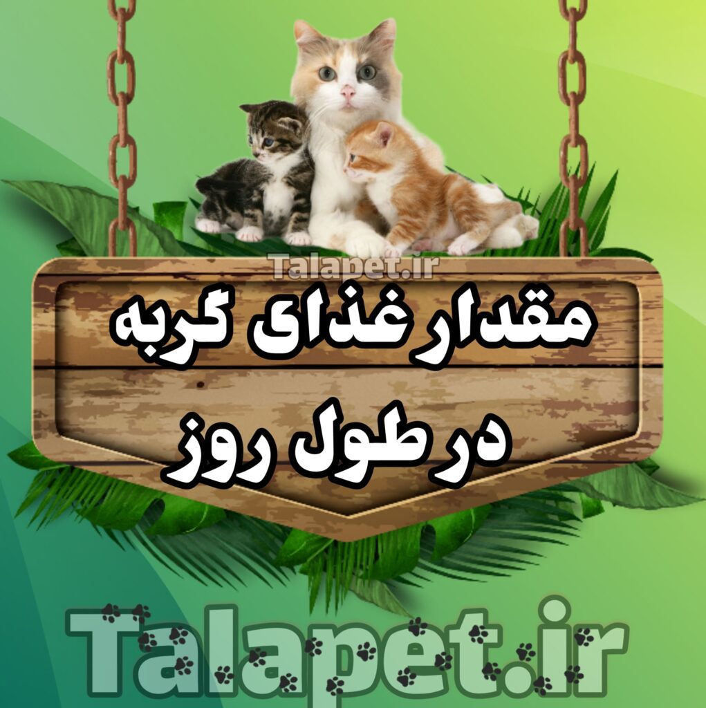 تغذیه سالم گربه