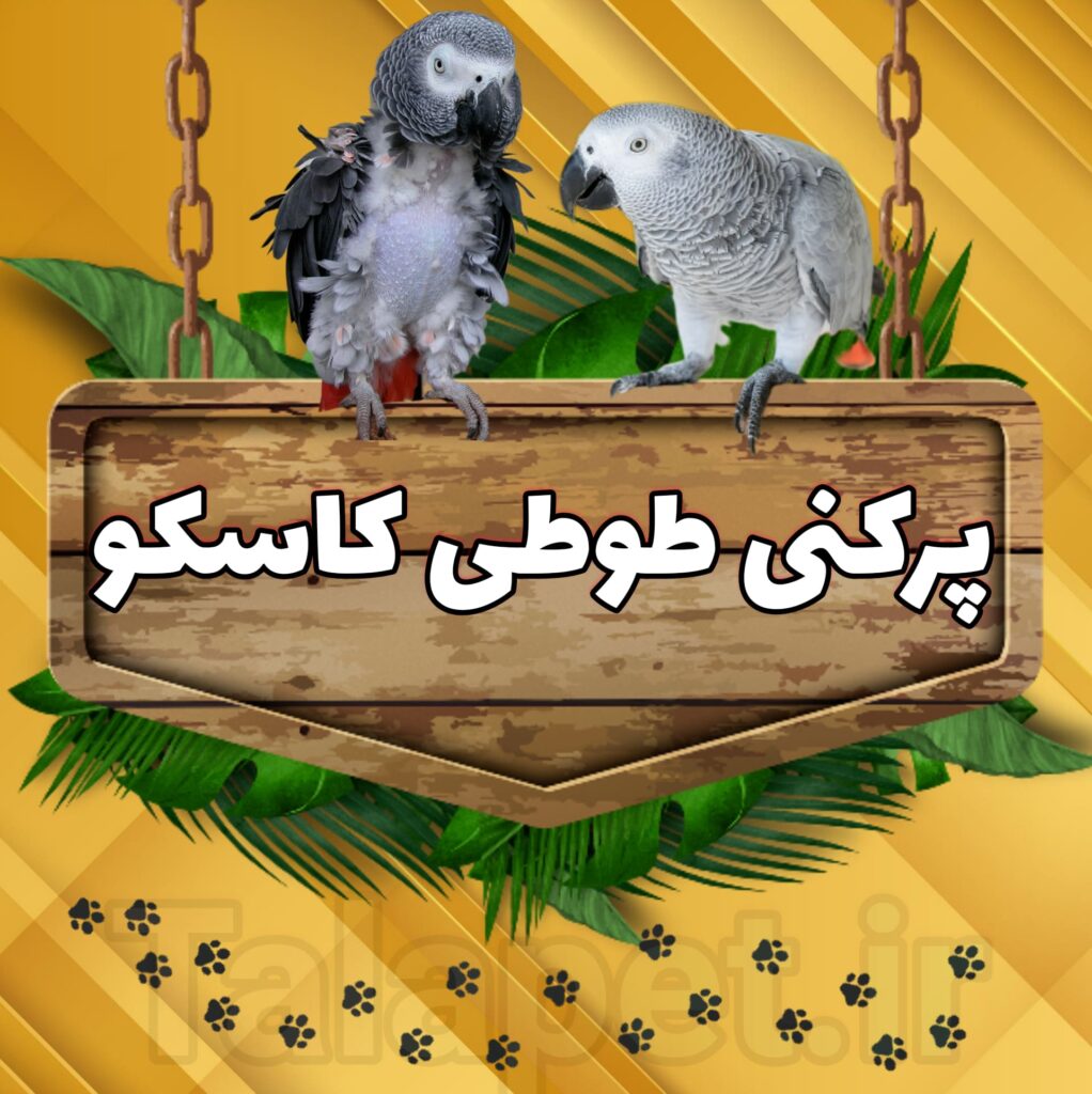 پر کنی طوطی