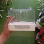 وان حمام بیرون قفس پرندگان زینتی و طوطیسانان - Image 3