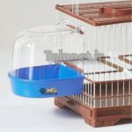 وان حمام بیرون قفس پرندگان زینتی و طوطیسانان - Image 5