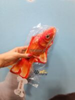 اسباب بازی مدل ماهی قرمز مناسب سگ و گربه - Image 4