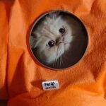 اسباب بازی گربه مدل تونل شش شاخه حفره دار - Image 3