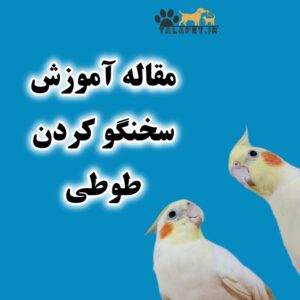 مقاله آموزش سخنگو کردن طوطی + راهنمای خرید طوطی سخنگو