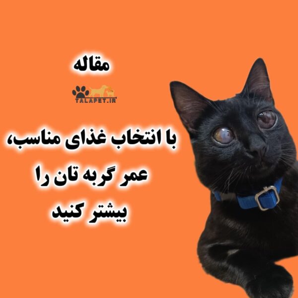 مقاله با انتخاب غذای مناسب، عمر گربه تان را بیشتر کنید؟