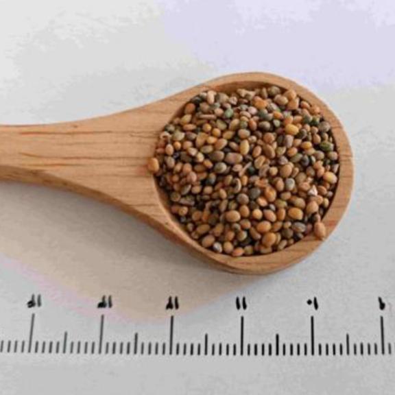 بذر منداب مناسب پرندگان